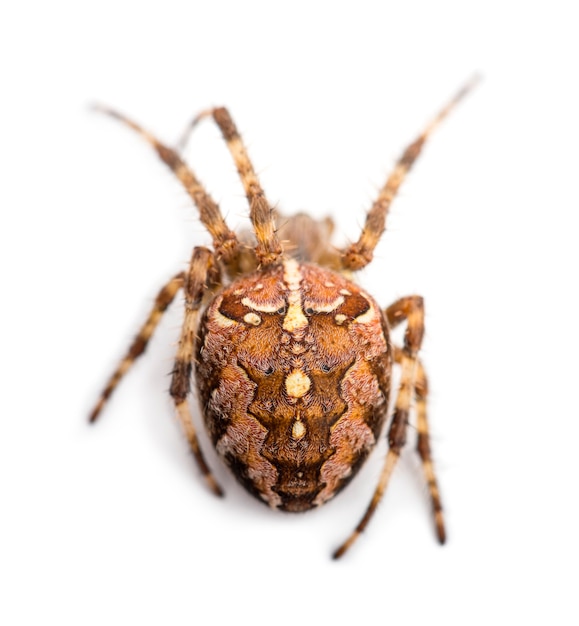 Vista superior de uma aranha de jardim europeia contra um fundo branco