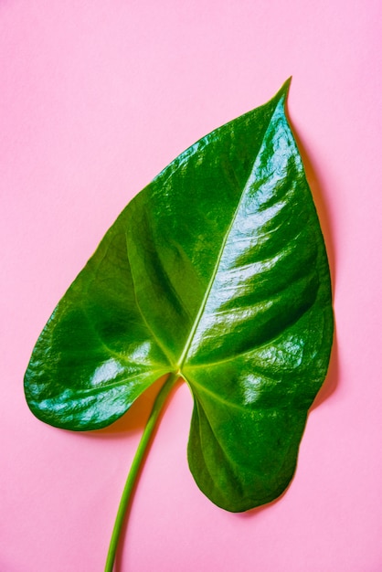 Foto vista superior de uma folha verde na rosa.