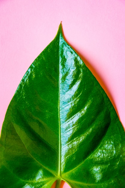 Foto vista superior de uma folha verde na rosa.