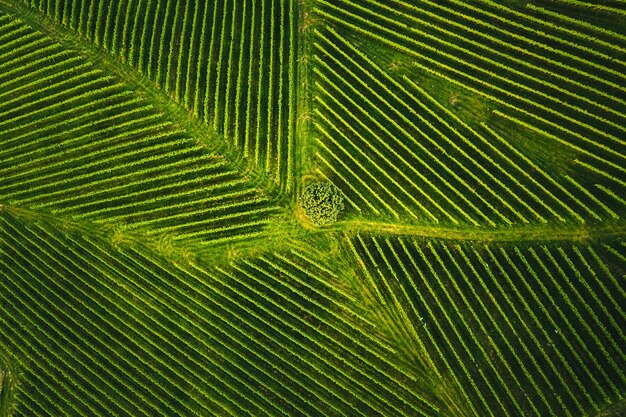 Vista superior de uma vinha no verão Fotografia aérea de drone na Estíria, Áustria