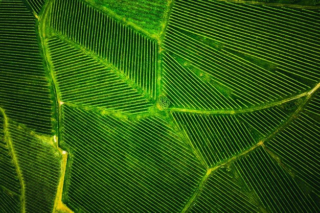 Vista superior de uma vinha no verão Fotografia aérea de drone na Estíria, Áustria