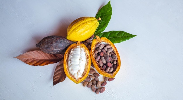 Vista superior de vagens de cacau frescas maduras metade em frutas de cacau cortadas e grãos de cacau castanhos secos