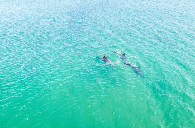 Vista superior de delfines en el mar Negro. Anapa 2020