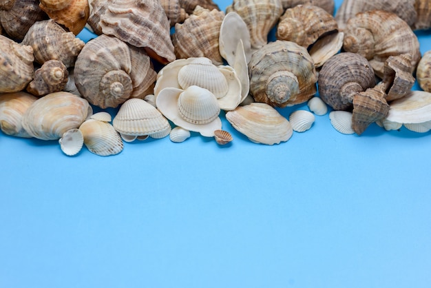 Foto vista superior de las diversas conchas marinas de las clases en fondo azul.