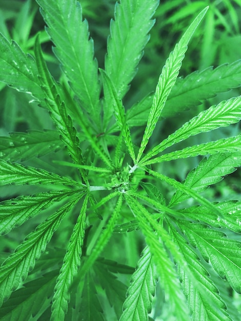 Vista superior do arbusto de maconha em floração. Cultivo e legalização da cannabis.