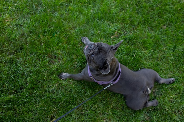 Vista superior do bulldog francês de cachorro preto deitado no gramado