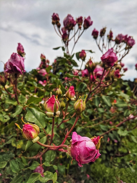 Vista superior do buquê de lindas rosas vermelhas contra um fundo branco com bokeh. Cartão de saudação. 8 de março.