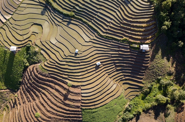 Vista superior do campo de arroz em socalcos