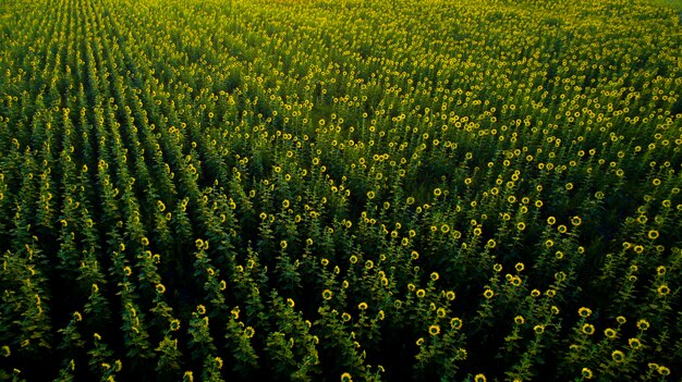 Vista superior do campo de girassóis na tailândia