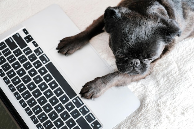 Vista superior do cão pug ou brabancon com laptop em branco