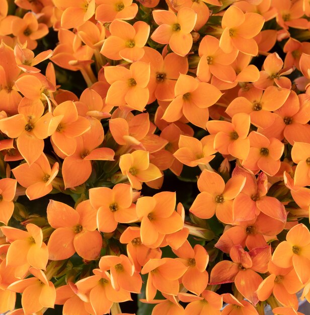 Vista superior do close up de um grupo de flores de laranja. Cenário de primavera.