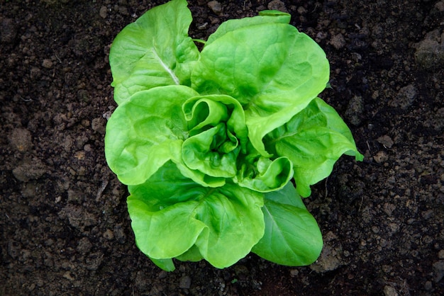 Vista superior do conceito de alimentos orgânicos de uma alface verde no chão da fazenda