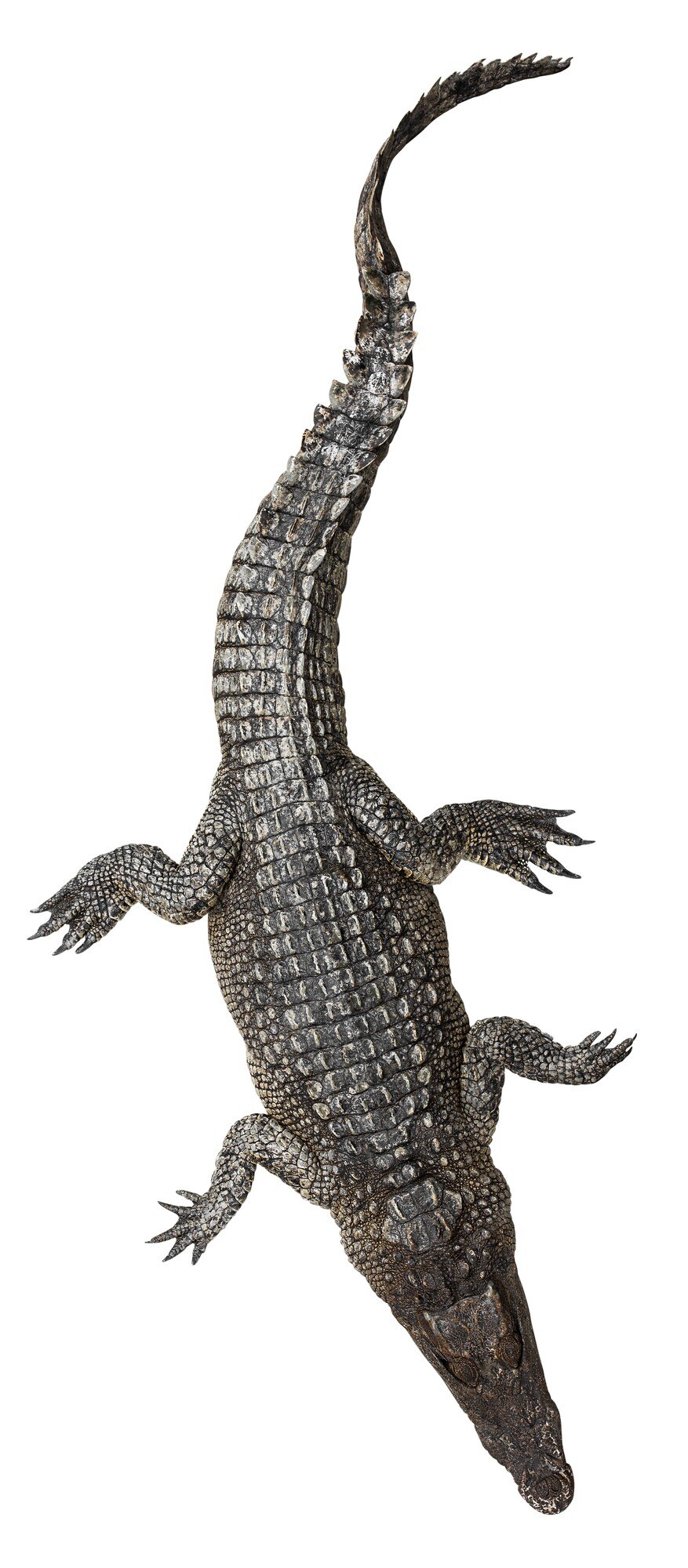 Teste Padrão Vivo Da Cauda Do Crocodilo Do Corpo Vivo Para O Fundo Foto de  Stock - Imagem de bens, cultivar: 102439002