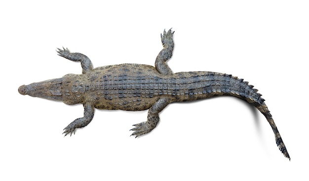 Teste Padrão Vivo Da Cauda Do Crocodilo Do Corpo Vivo Para O Fundo Foto de  Stock - Imagem de bens, cultivar: 102439002