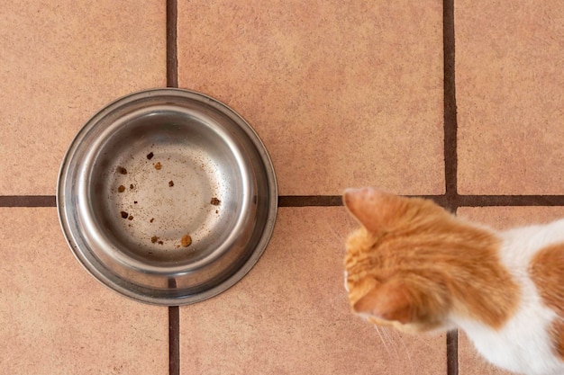 Vista superior do gato branco e laranja olhando para um prato de comida vazio enquanto faminto e faminto