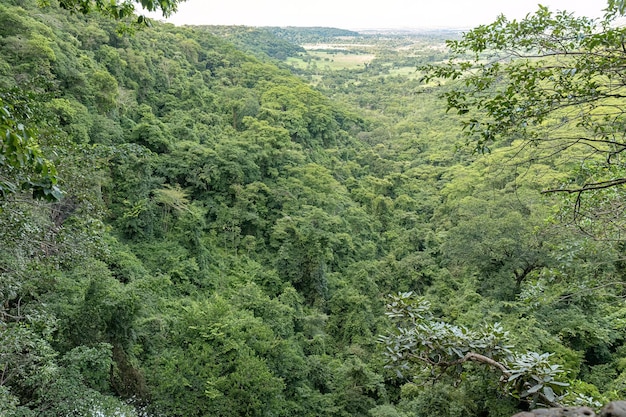 Vista superior do mirante da floresta verde