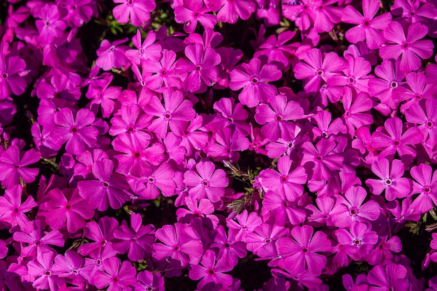 Vista superior do plano de fundo flores roxas