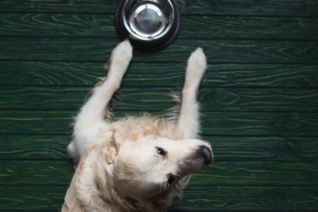 Foto vista superior do retriever perto da tigela em casa na superfície de madeira