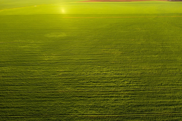 Vista superior do verde semeado em Belarus.Agriculture em Belarus.Texture.