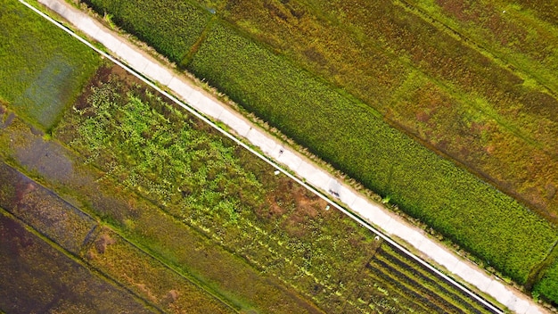 Vista superior dos campos de arroz com uma estrada fundida no meio