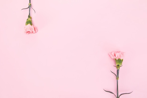 Vista superior de dos flores de clavel sobre fondo rosa con espacio para texto en el medio