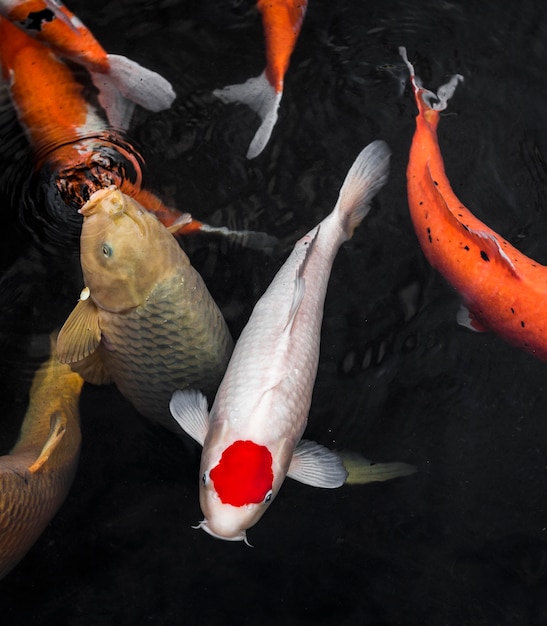 Foto vista superior dos peixes koi coloridos