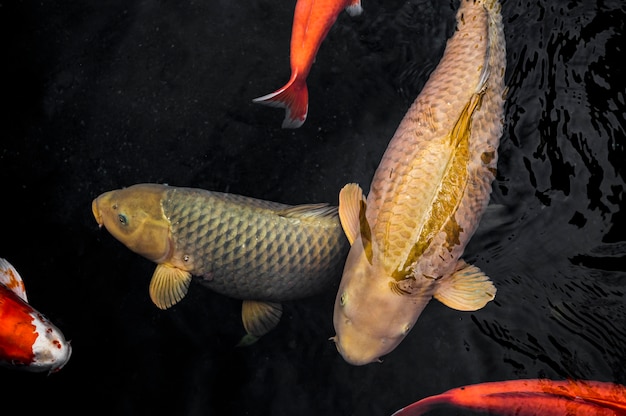 Foto vista superior dos peixes koi coloridos