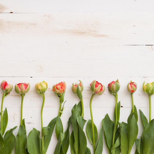 Vista superior em um cru de flores de tulipa fresca da primavera no fundo da mesa de madeira branca