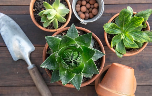 vista superior em vasos suculentos e equipamentos de jardinagem em mesa de madeira