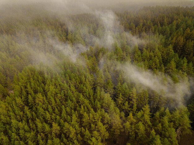 Vista superior de enormes nubes de humo en el bosque verde