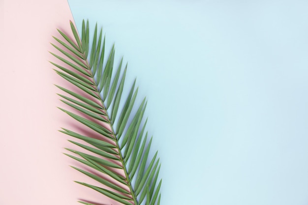 Foto vista superior de flatlay con hoja de palma verde sobre papel de color línea diagonal de colores verde y rosa