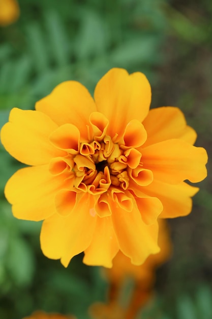 Vista superior de una flor de caléndula floreciente artística