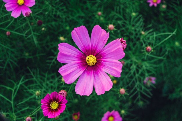 Vista superior de la flor del cosmos y la flor de la nave estelar rosa en el borde del camino