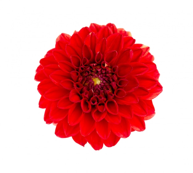 Foto vista superior de la flor de dalia roja