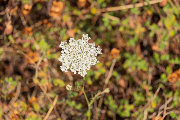 Vista superior de la flor de daucus carota floreciente que crece entre la hierba en un día soleado