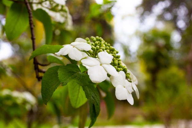 Vista superior de flores blancas de viburnum en primer plano sobre un fondo de hojas verdes, principios de primavera, fondo floral.