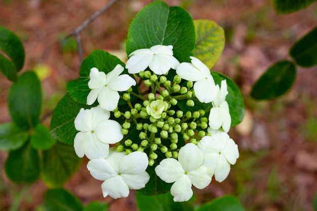 Vista superior de flores blancas de viburnum en primer plano sobre un fondo de hojas verdes, principios de primavera, fondo natural floral.