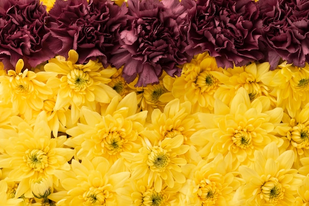 Foto vista superior de flores de hermosos colores
