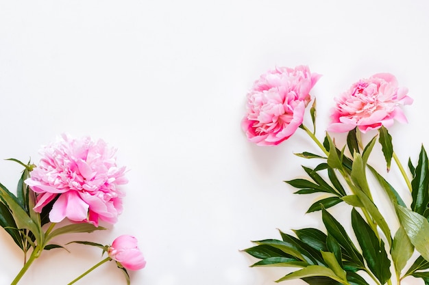 Vista superior de flores de peonía rosa con espacio de copia.