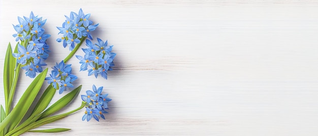 Vista superior de flores de Scilla azul sobre fondo blanco de madera con espacio para texto Primeras flores de primavera Tarjeta de felicitación para el Día de San Valentín Día de la Mujer y Día de la Madre