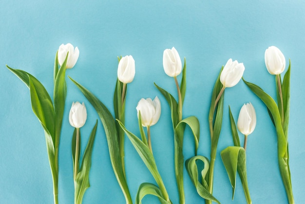 Vista superior de flores de tulipán blanco aisladas sobre fondo azul