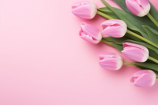 Vista superior de las flores de tulipán rosas sobre un fondo rosado