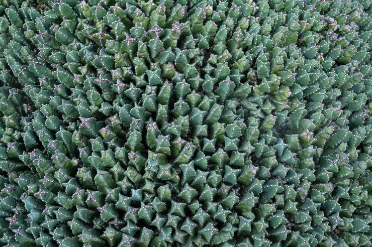 Vista superior de fondo de cactus pequeño