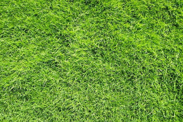 Vista superior del fondo de textura de hierba verde.