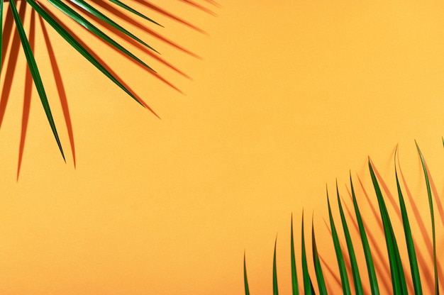 Vista superior de fondo de verano naranja brillante con hojas verdes frescas de palmera robelini y sombra. Telón de fondo de verano con sol desde el espacio de la copia.