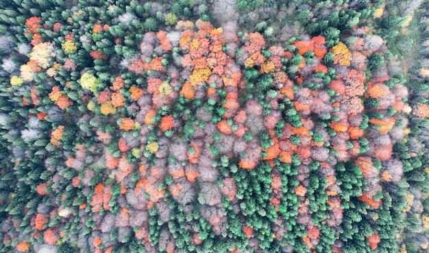Vista superior, fundo natural ou textura da floresta estacional decidual de outono.