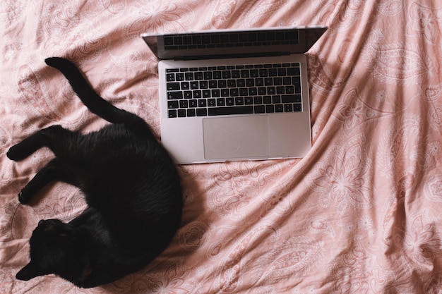 La vista superior del gato negro mullido pone en la cama en el dormitorio cerca de la pantalla de la computadora portátil. retrato de un hermoso gatito negro sobre una cama de color rosa.