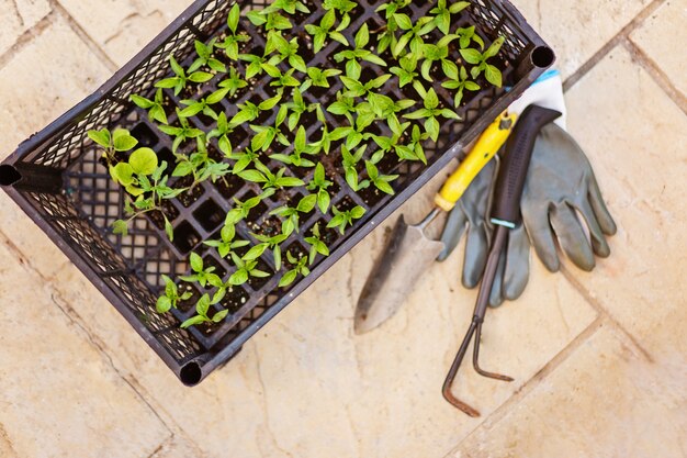 Vista superior de guantes grises de jardinería, brotes de pimienta, pala pequeña y rastrillo sobre fondo beton. Plantación de primavera. Fondo de brotes verdes con espacio de texto. Concepto de trabajo de jardín de primavera. Autosustentabilidad.