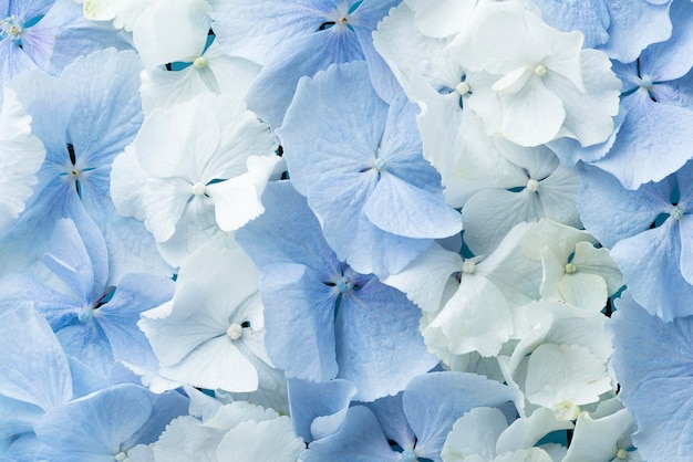 Foto vista superior de hermosas flores de color azul