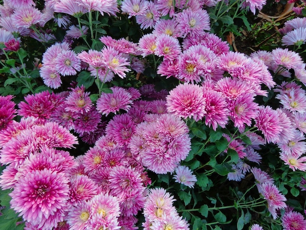 Vista superior de hermosas flores de crisantemo rosa